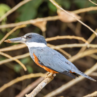 Ringed Kingfisher